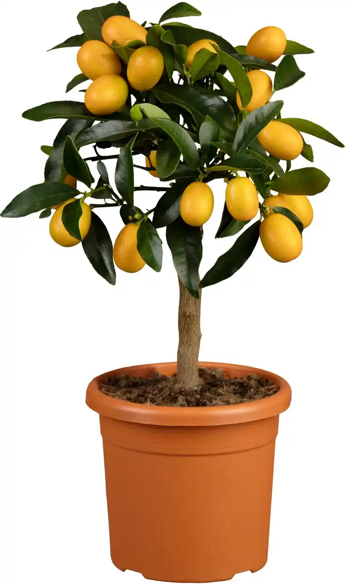 Bild 1 von Citruspflanzen H ca 40 cm 15 cm Topf