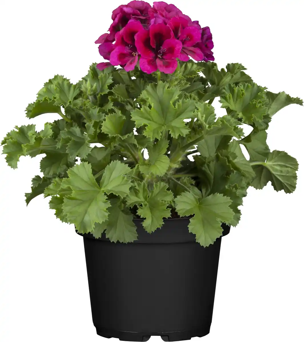 Bild 1 von Edelgeranie Pelarganium Grandiflorum 12 cm Topf
