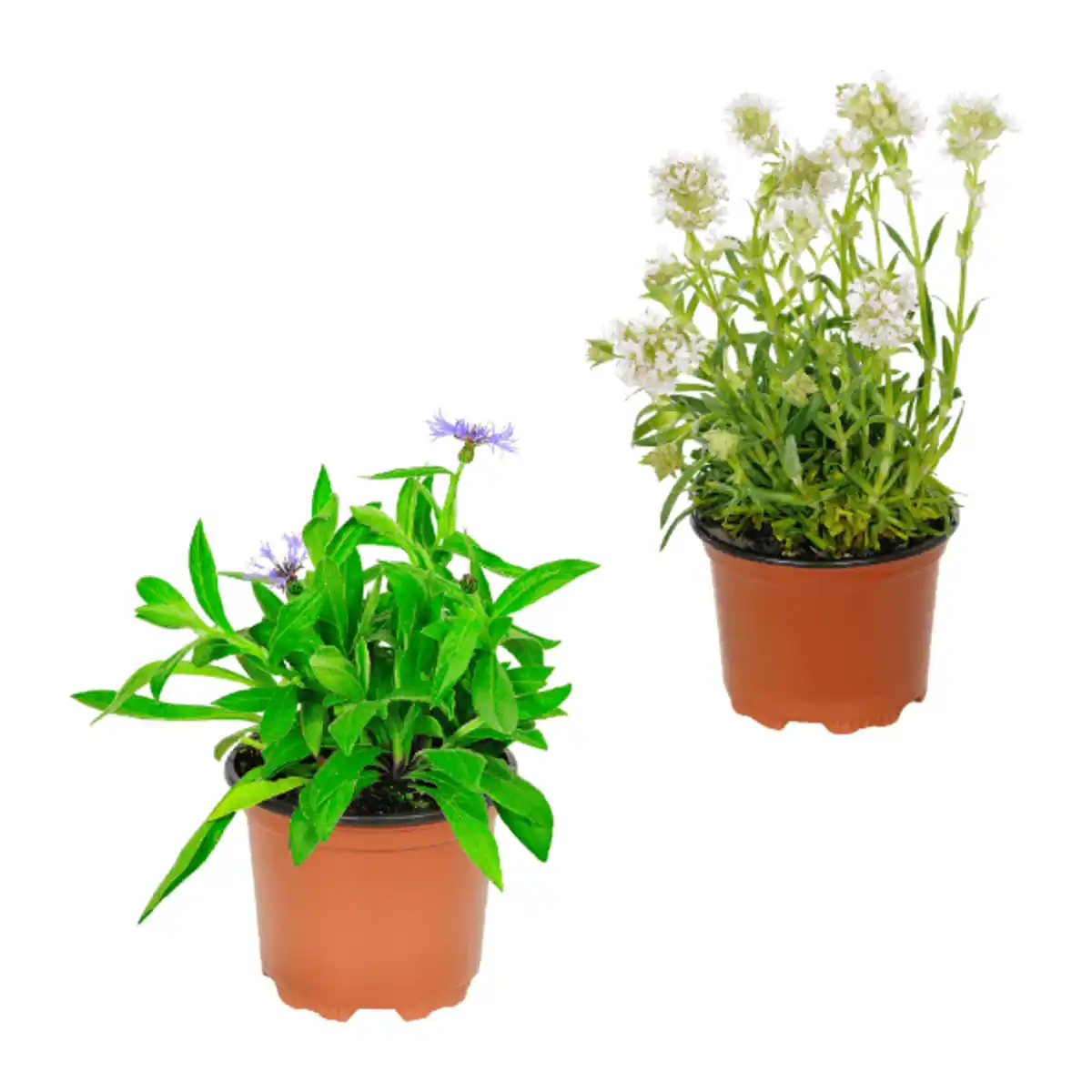 Bild 1 von GARDENLINE Stauden-Frühjahrssortiment