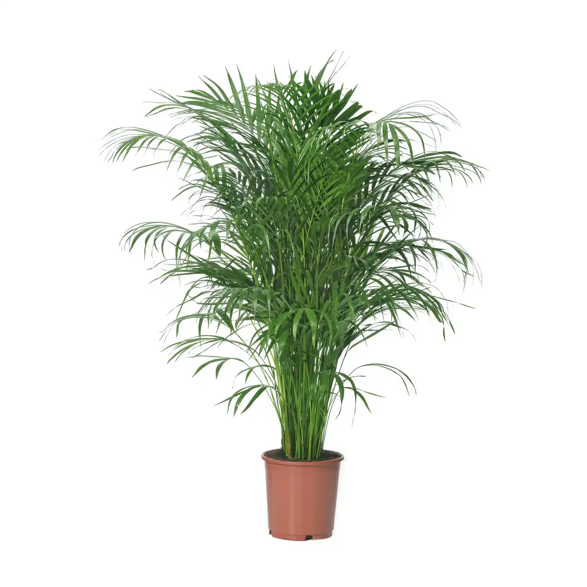 Bild 1 von Areca 24 cm Topf
