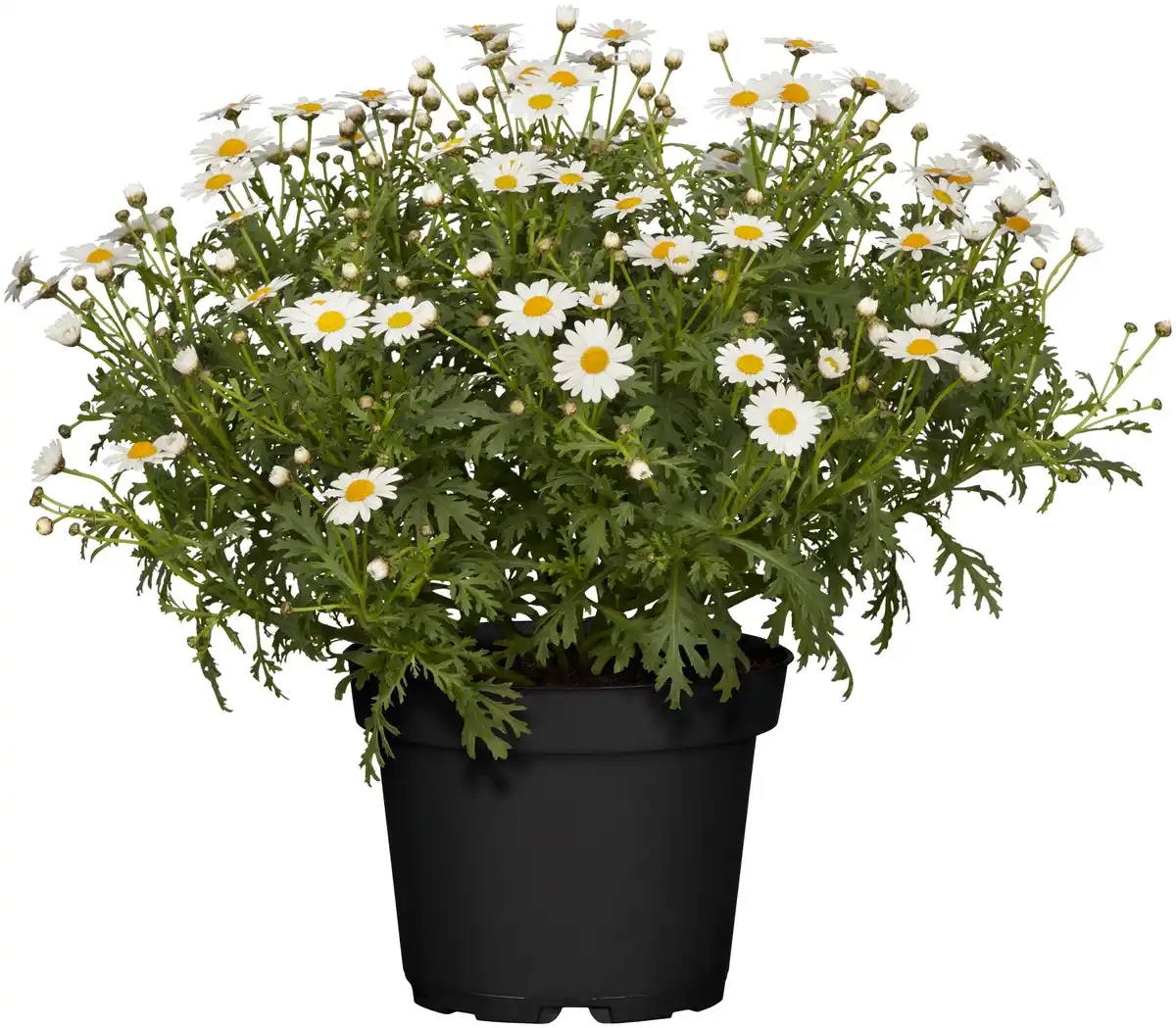 Bild 1 von Margeritenbusch Argyranthemum Frutescens H 45 cm 18 cm Topf