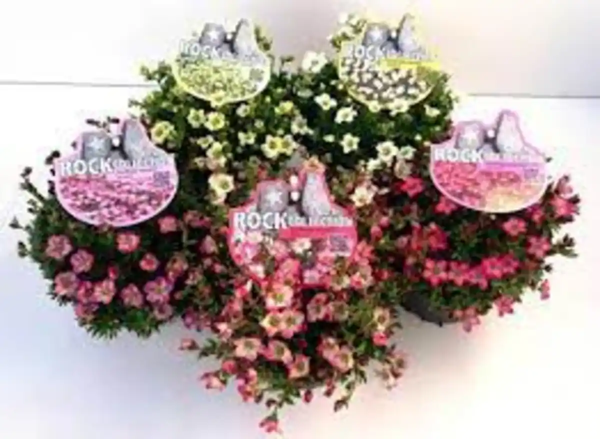 Bild 1 von Moossteinbrech Saxifraga arendsii H 20 - 30 cm 13 cm Topf