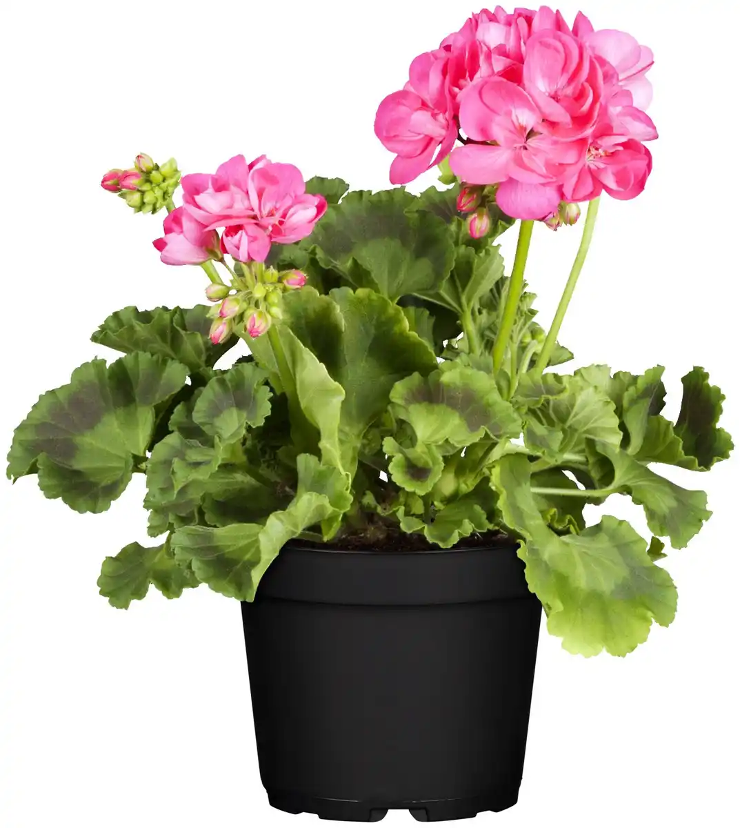 Bild 1 von Geranie stehend Geranium zonale H ca 25 cm 1 L Container