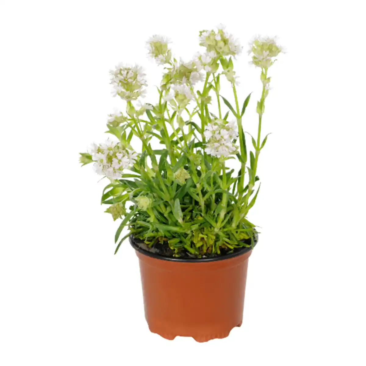 Bild 2 von GARDENLINE Stauden-Frühjahrssortiment