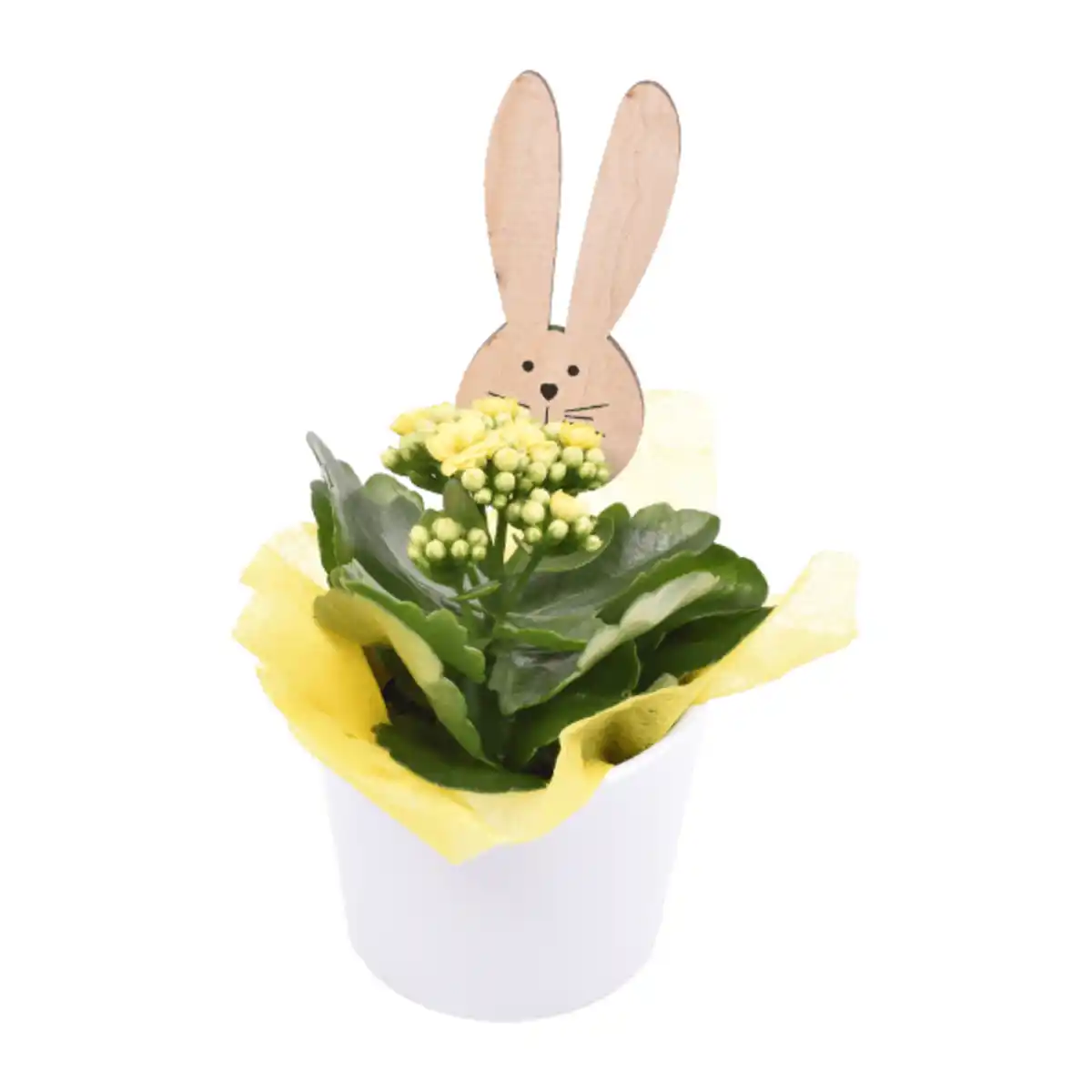 Bild 3 von GARDENLINE Kalanchoe / Narzisse