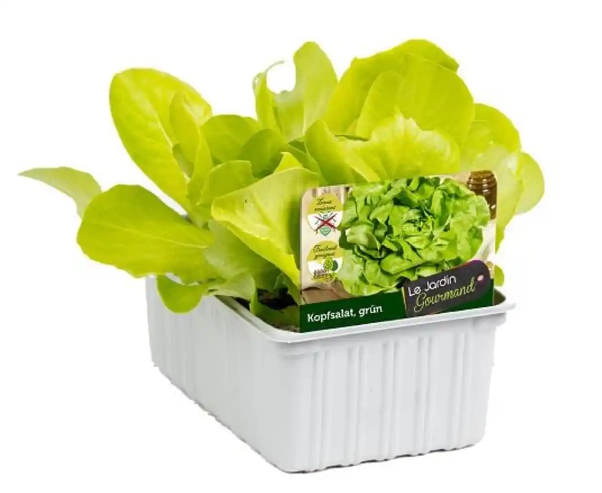 Bild 1 von Kopfsalat grün 6er Schale