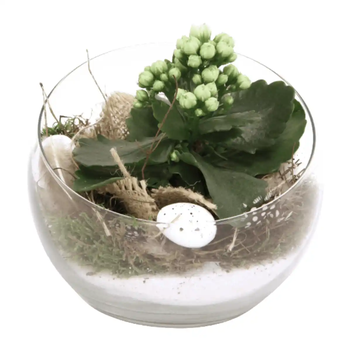 Bild 2 von GARDENLINE Bepflanztes Osterglas