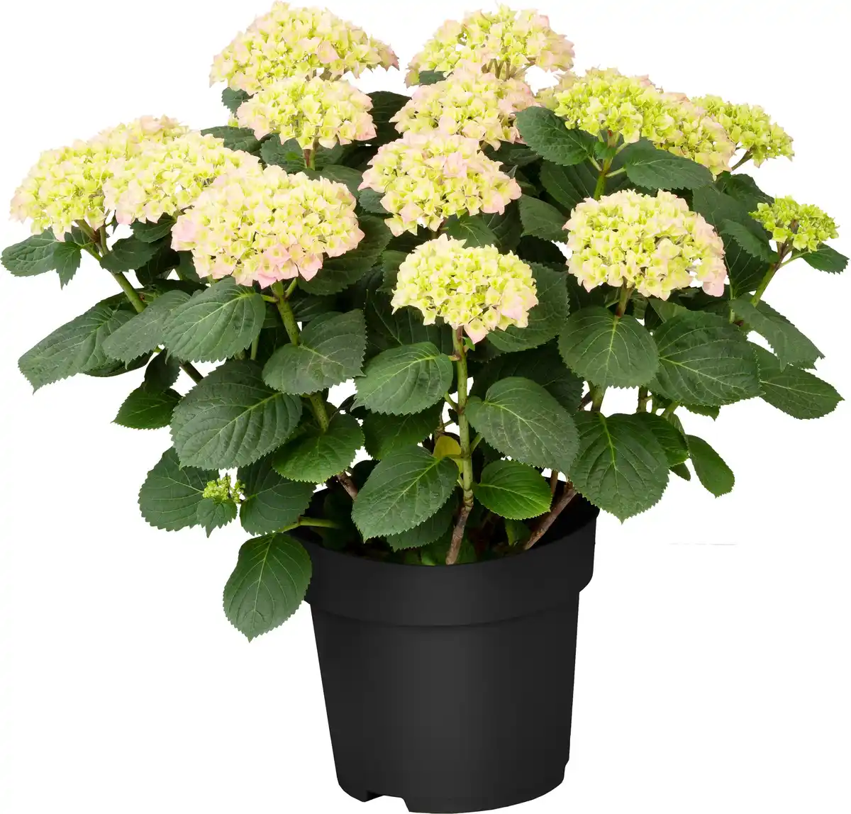 Bild 1 von Hortensien Hydrangea Ø 45 - 50 cm 21 cm Topf