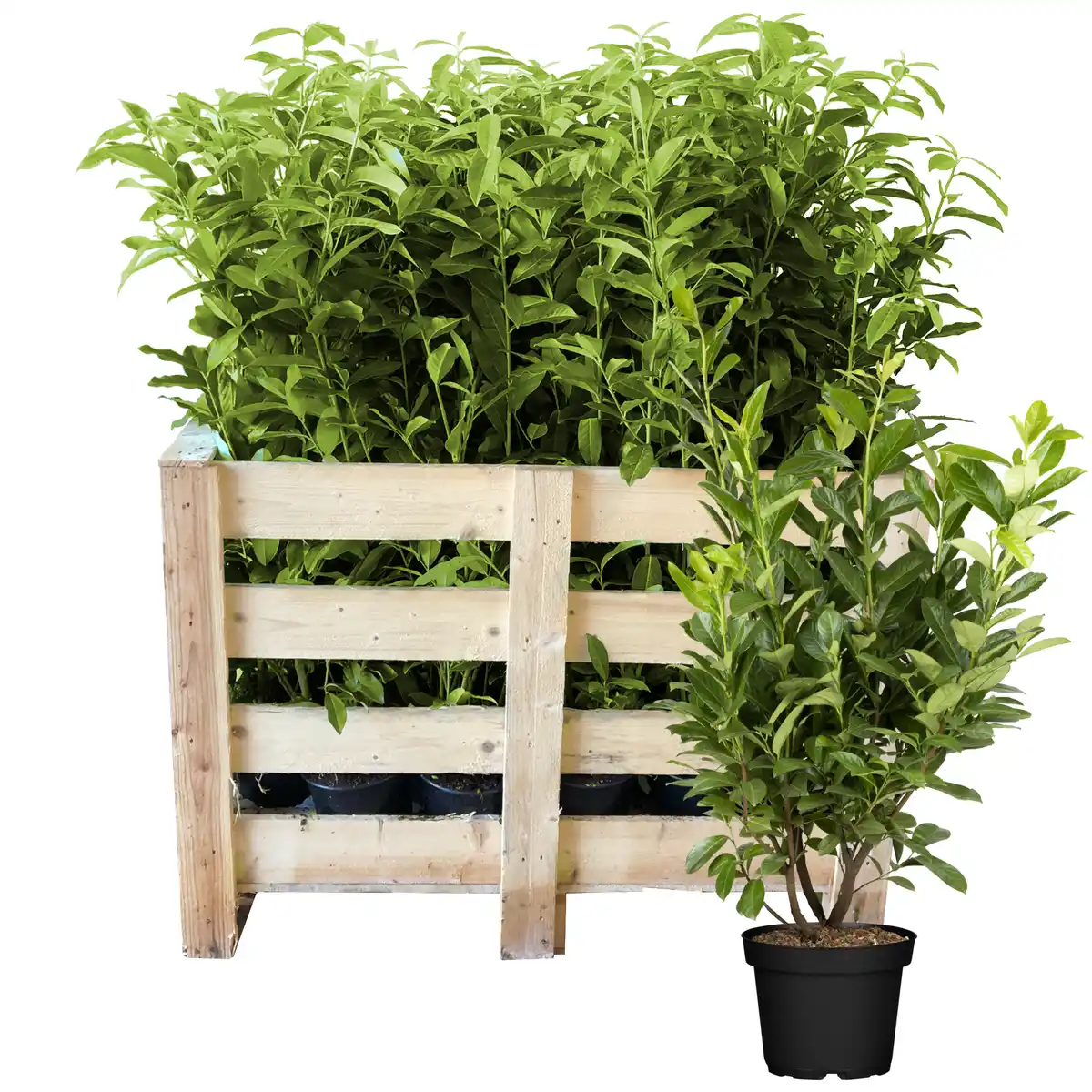 Bild 1 von Kirschlorbeer 'Novita' 80-100 cm 50 Stück