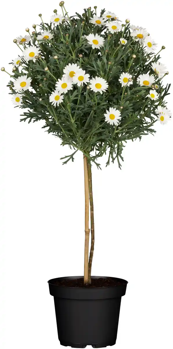 Bild 1 von Margeriten Stamm Argyranthemum Frutescens H 80 cm 18 cm Topf