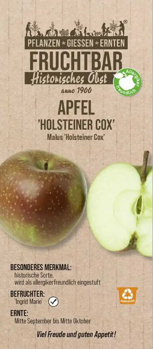 Bild 1 von Stadt Ernte Bio Obstbaum Apfel Holsteiner Cox H 150 cm 29 cm Topf