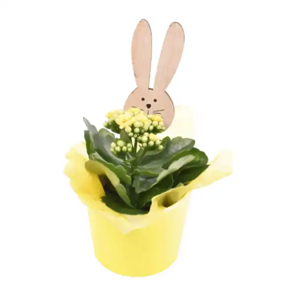 Bild 4 von GARDENLINE Kalanchoe / Narzisse