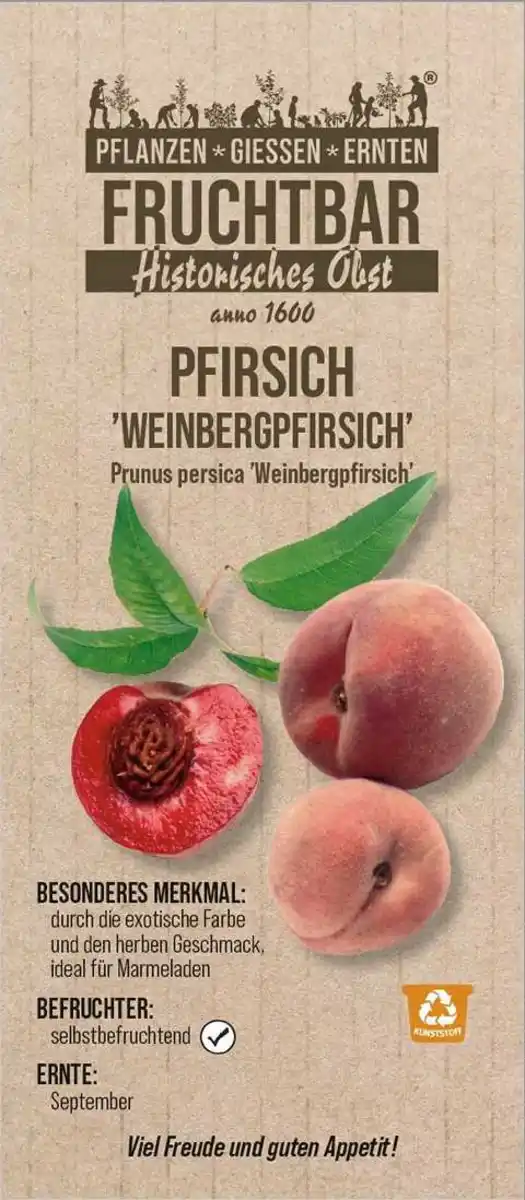 Bild 1 von Stadt Ernte Bio Obstbaum Pfirsich Weinbergpfirsich H 150 cm 29 cm Topf