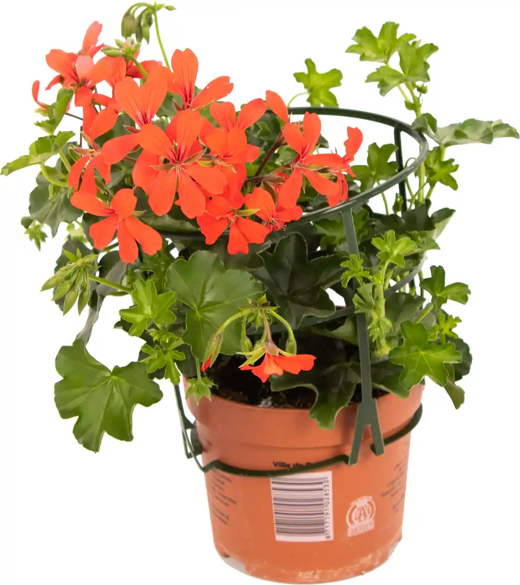 Bild 1 von Geranie hängend Geranium peltatum H ca 25 cm 1 L Container