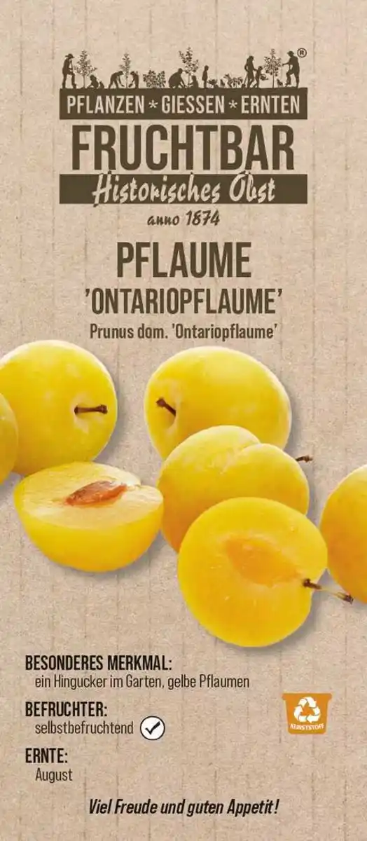 Bild 1 von Stadt Ernte Bio Obstbaum Pflaume Ontariopflaume H 150 cm 29 cm Topf