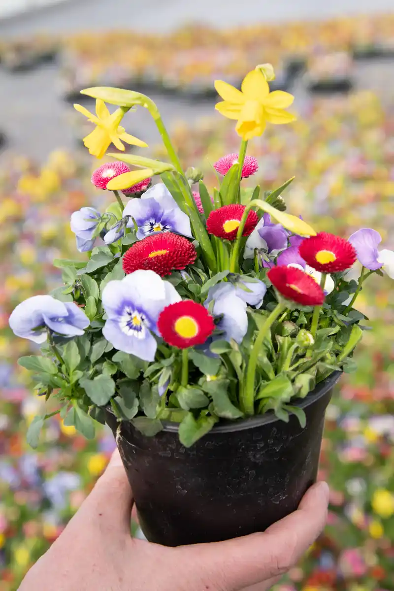 Bild 1 von Frühlingserwachen Pflanzen-Mix 14 cm