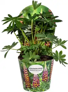 Lupine Lupinus polyphyllus West Country H 80 - 100 cm 19 cm Topf