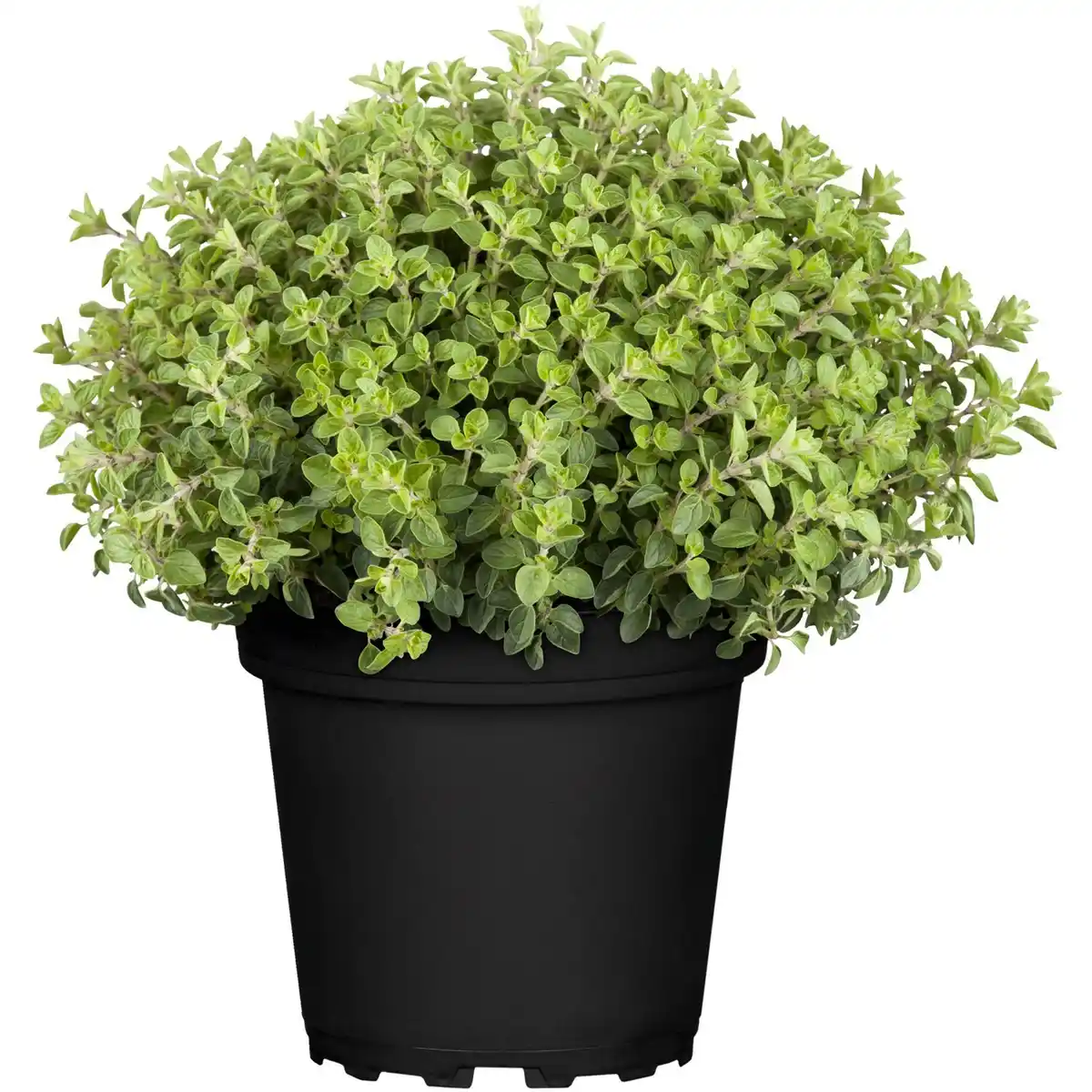 Bild 1 von Oregano Origanum Vulgare H 25 cm 14 cm Topf