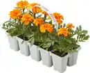 Bild 1 von Studentenblume Tagetes Patula Nana H 10 cm 10er Pack