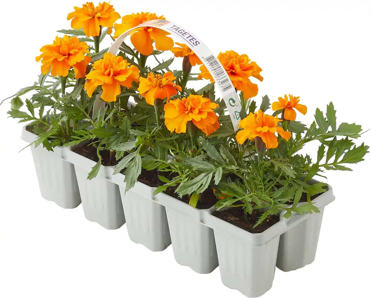 Bild 1 von Studentenblume Tagetes Patula Nana H 10 cm 10er Pack