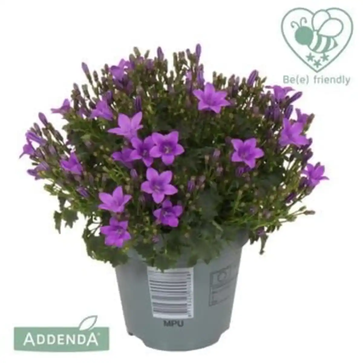 Bild 1 von Glockenblume Blau 10,5 cm Topf