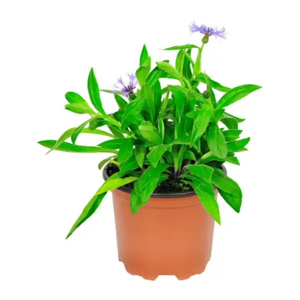 Bild 4 von GARDENLINE Stauden-Frühjahrssortiment