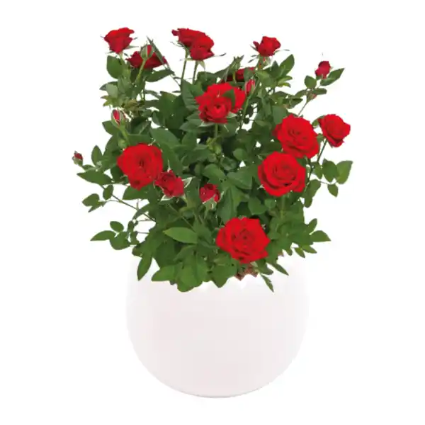 Bild 3 von GARDENLINE Bepflanztes Ostergefäß