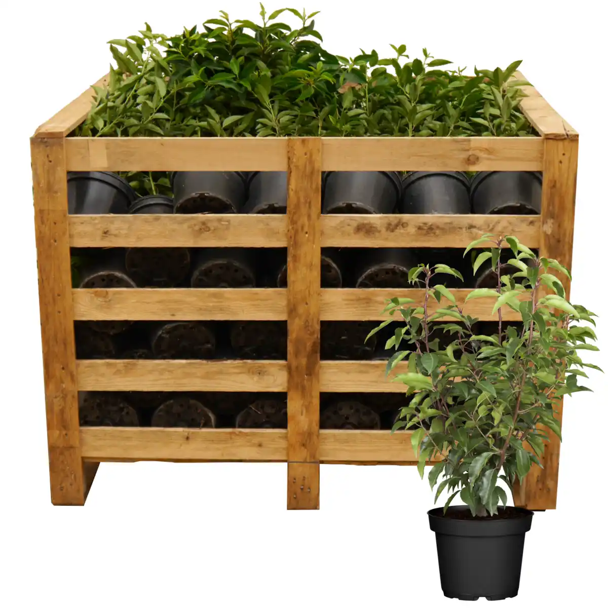 Bild 1 von toom Portugiesischer Kirschlorbeer 'Angustifolia' 60-70 cm, 80 Stück