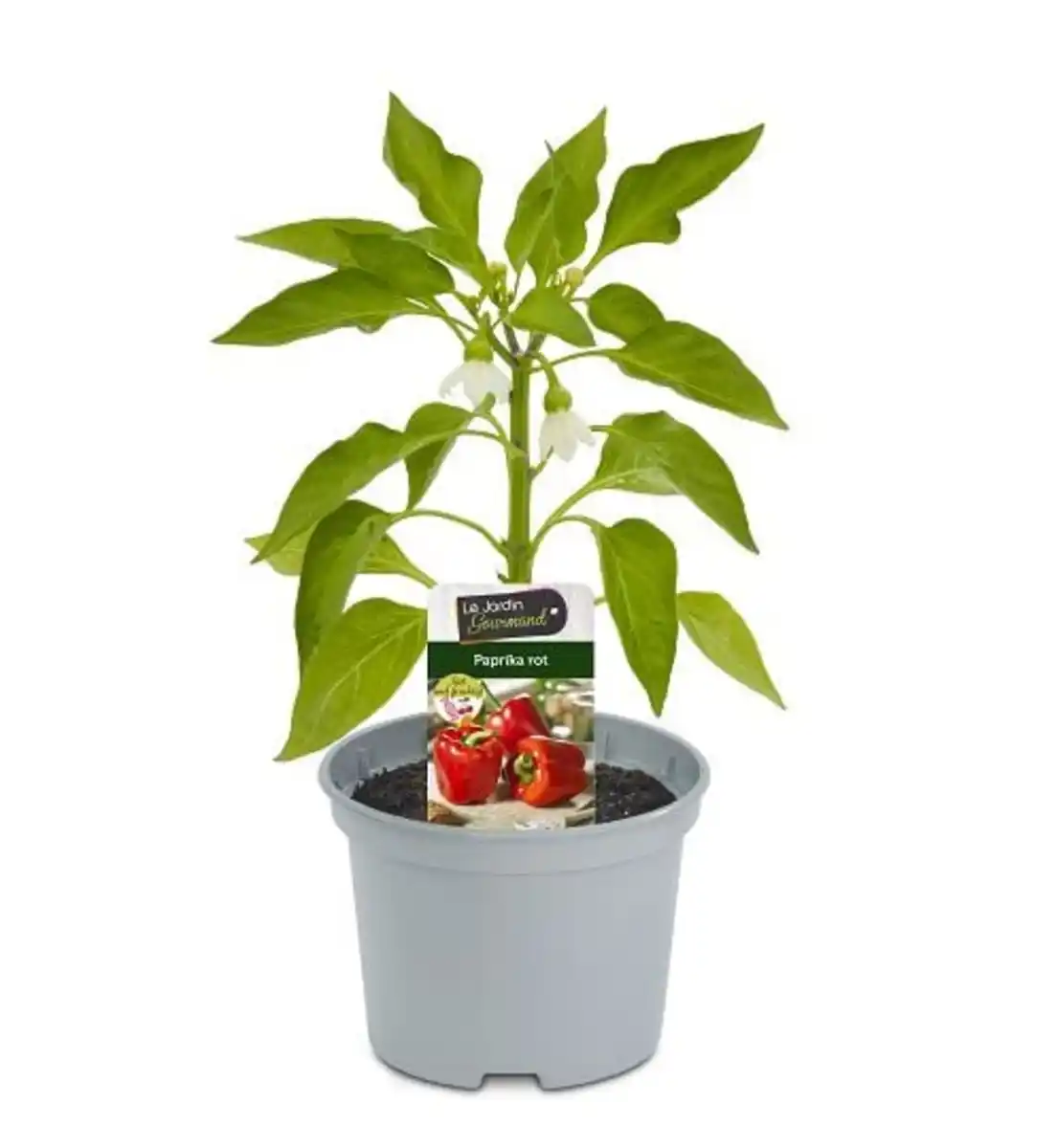 Bild 1 von Paprika rot 10,5 cm Topf