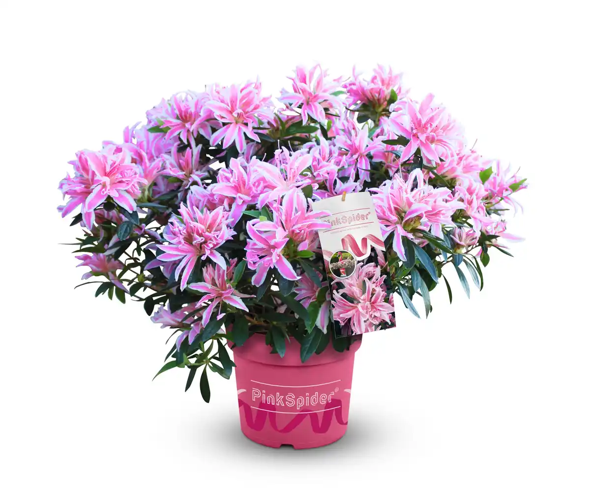 Bild 1 von Japanische Azalee Rhododendron Pink Spider 20 - 30 cm hoch 17 cm Topf