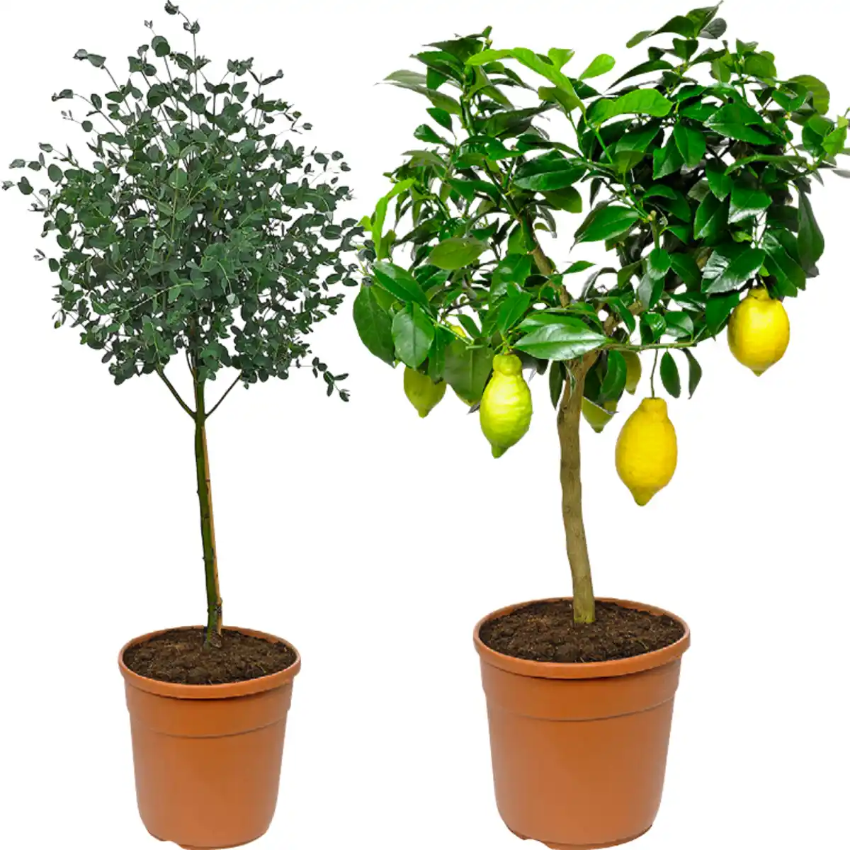 Bild 1 von Mediterranes Stämmchen