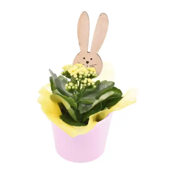 Bild 2 von GARDENLINE Kalanchoe / Narzisse