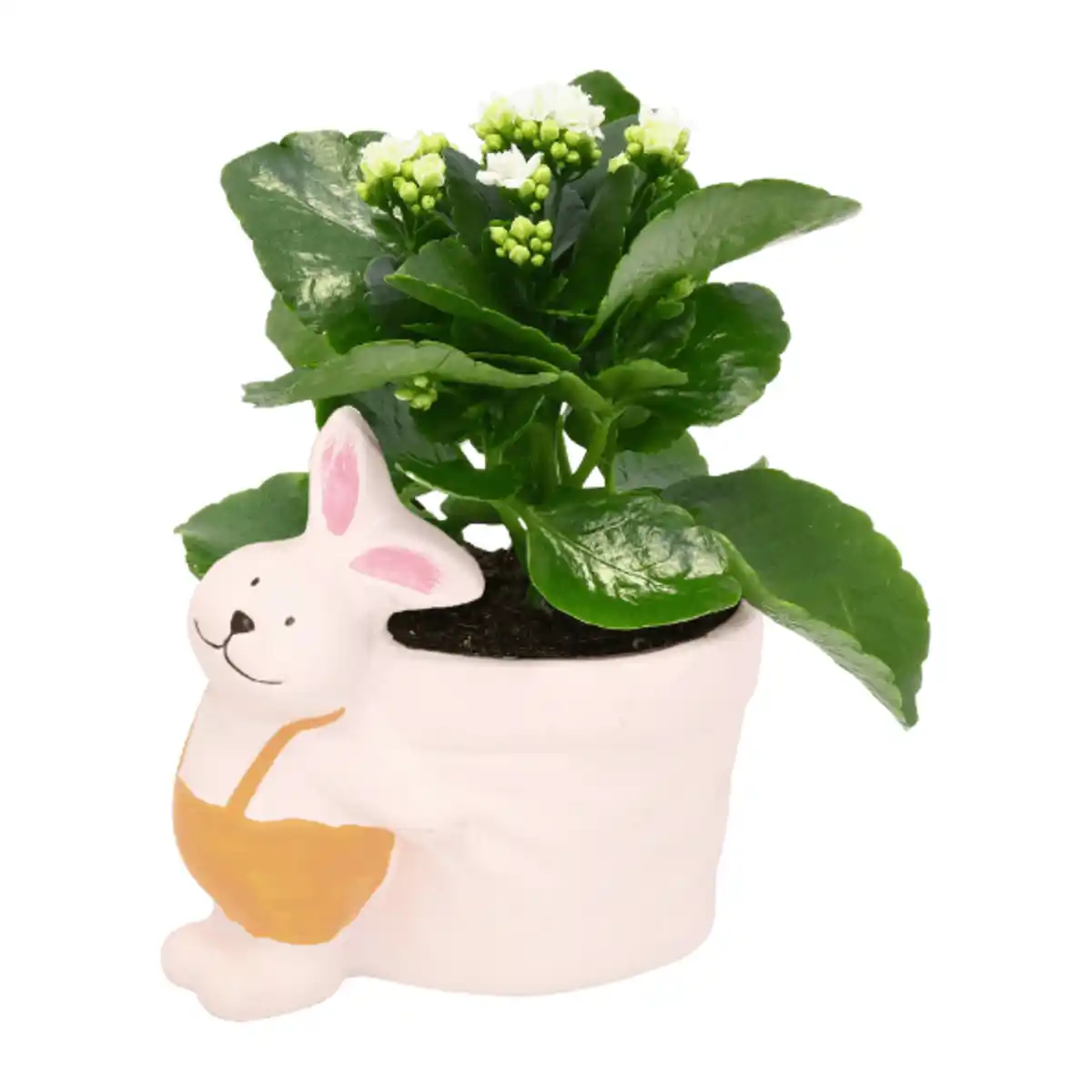 Bild 4 von GARDENLINE Bepflanzte Osterkeramik