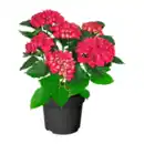 Bild 2 von GARDENLINE Hortensien-Busch