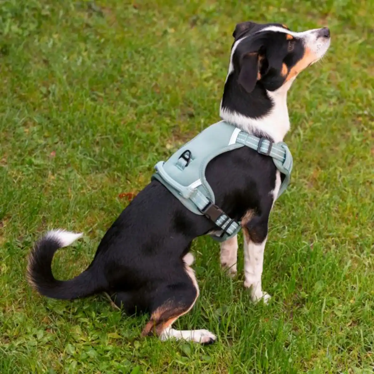 Bild 4 von ROMEO Outdoor-Hundegeschirr