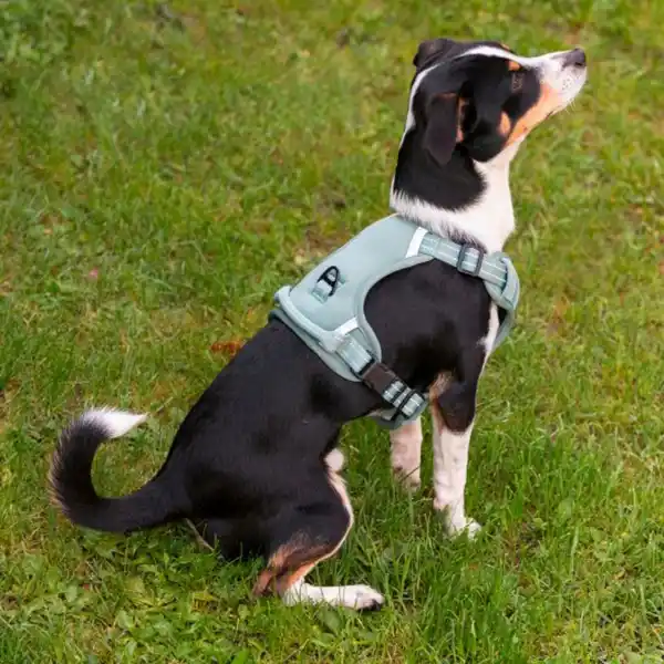 Bild 4 von ROMEO Outdoor-Hundegeschirr