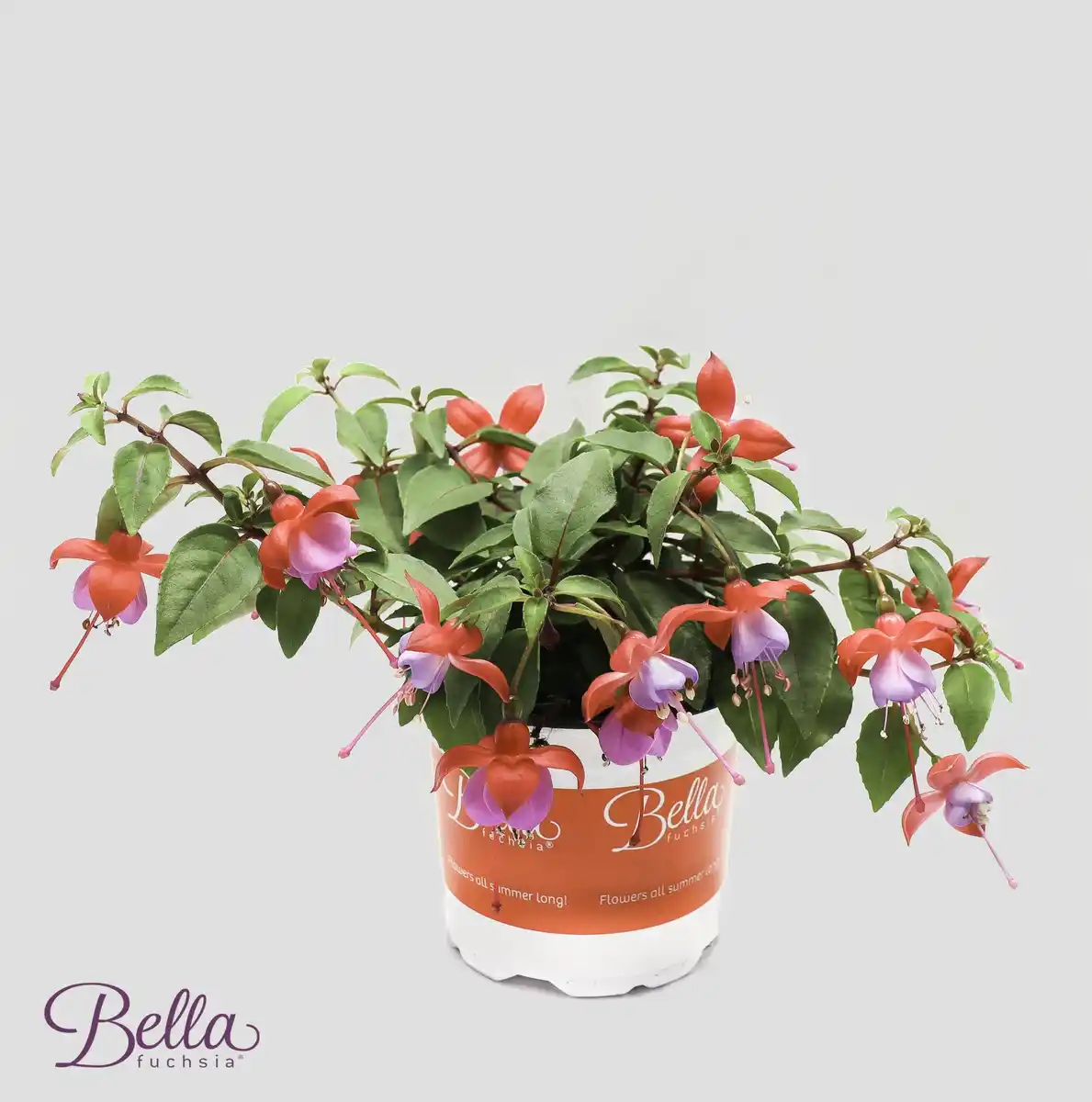 Bild 1 von Fuchsie Fuchsia H ca. 20 cm 10,5 cm Topf