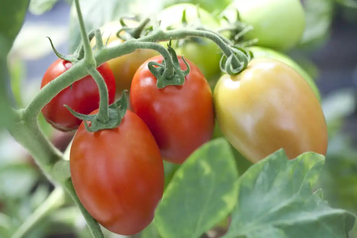 Bild 1 von Eiertomaten krautfäuleresistent 10,5 cm Topf