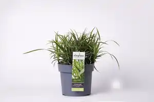 Ziergräser 19 cm Topf verschiedene Sorten