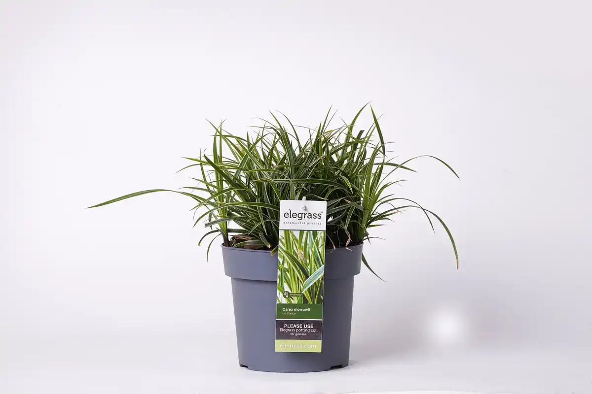 Bild 1 von Ziergräser 19 cm Topf verschiedene Sorten