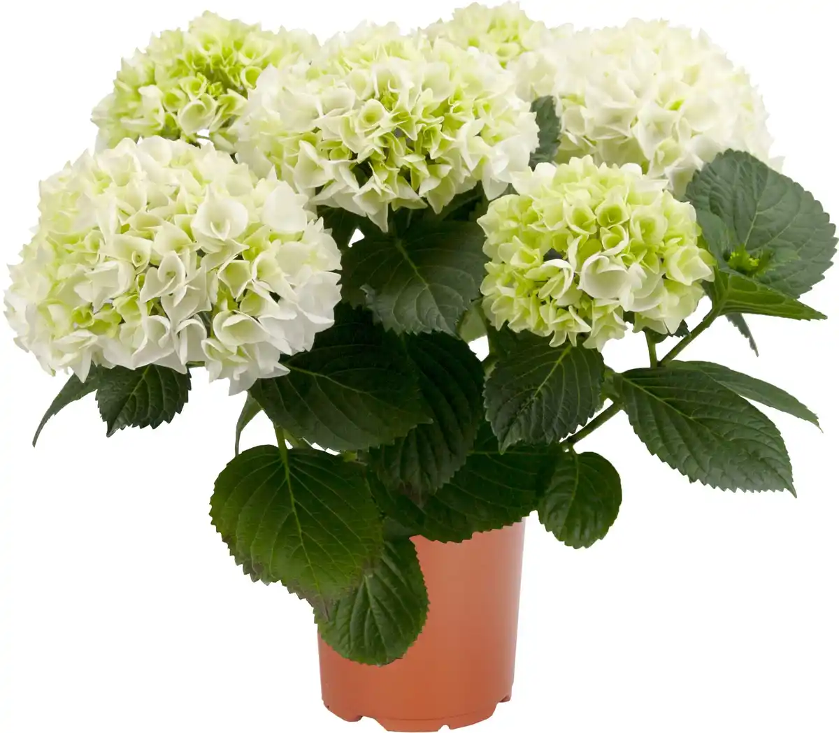 Bild 1 von Hortensie Hydrangea Ø 35 - 40 cm 13 cm Topf