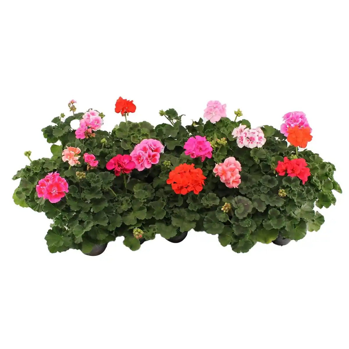 Bild 2 von Geranie stehend Topf-Ø ca. 10,5 cm Pelargonium Zonale