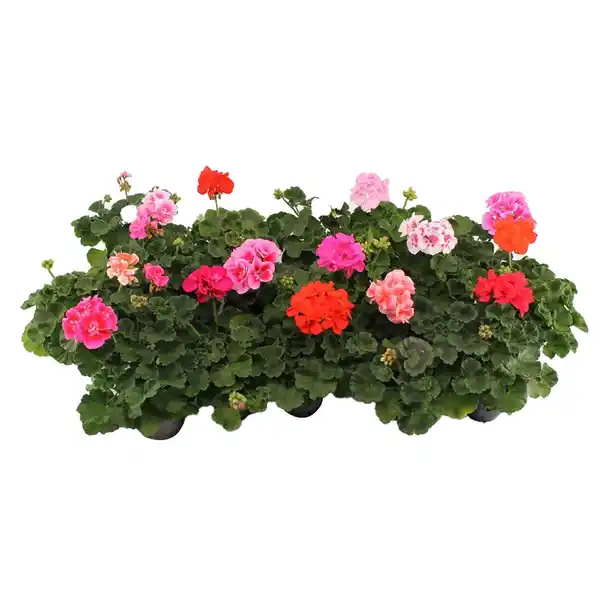 Bild 2 von Geranie stehend Topf-Ø ca. 10,5 cm Pelargonium Zonale