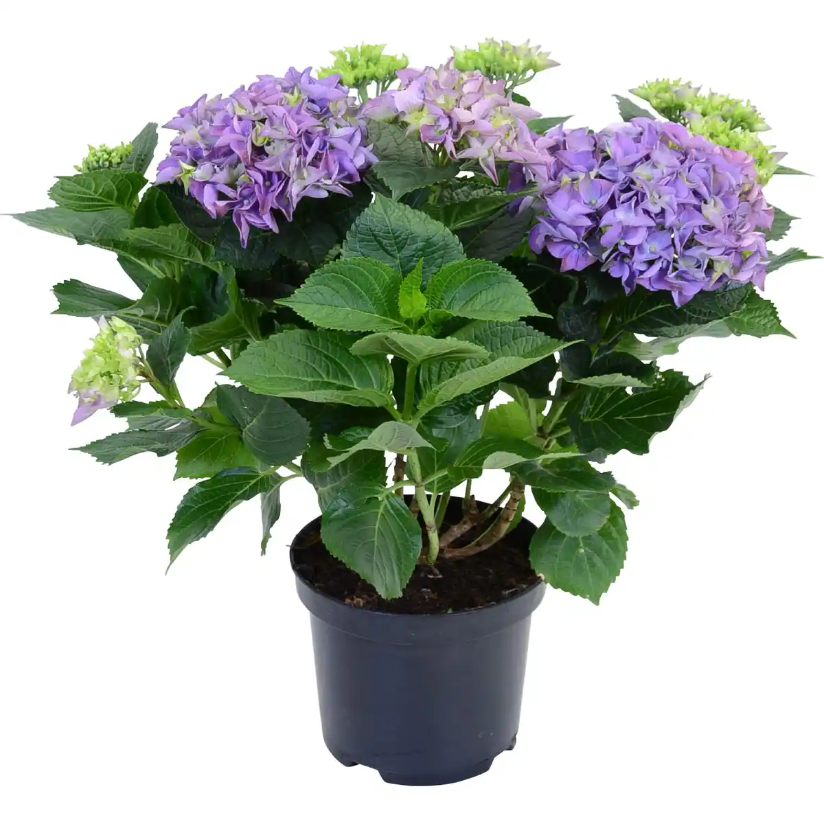 Bild 1 von Bauernhortensie Blau Höhe ca. 45 cm Topf ca. 5 l Hydrangea Macrophylla