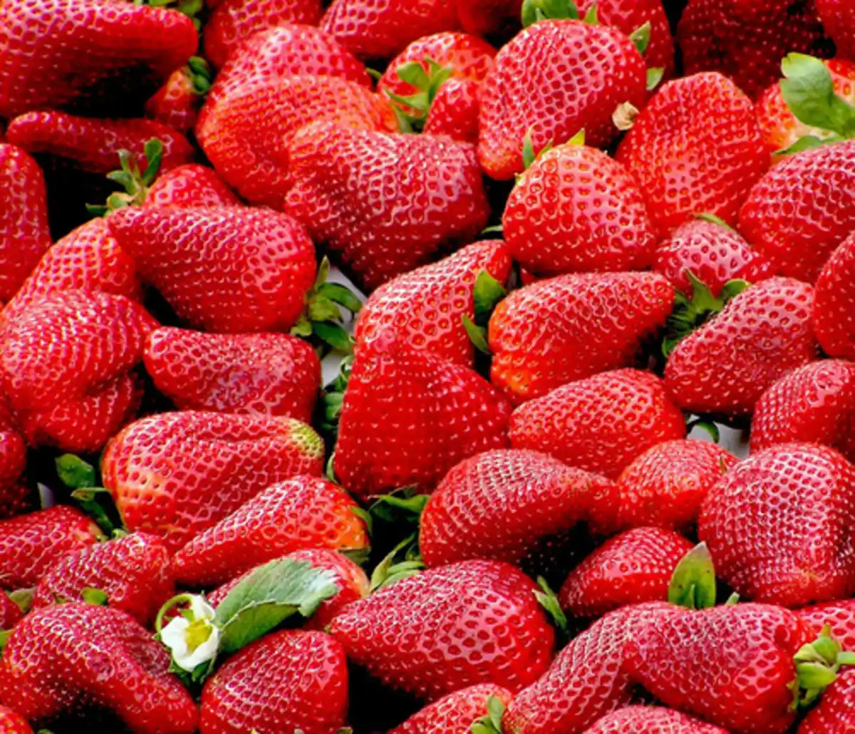 Bild 1 von Erdbeere 'Senga Sengana', 8er-Schale