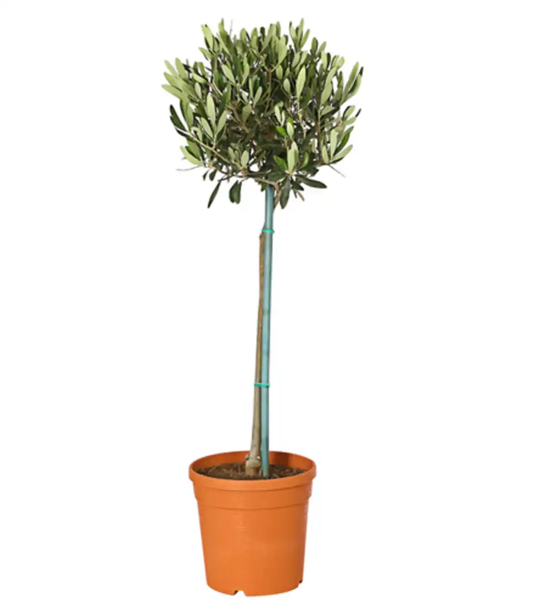 Bild 1 von Olive, Stämmchen