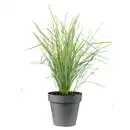 Bild 1 von GARDENLINE Gräser Strictus