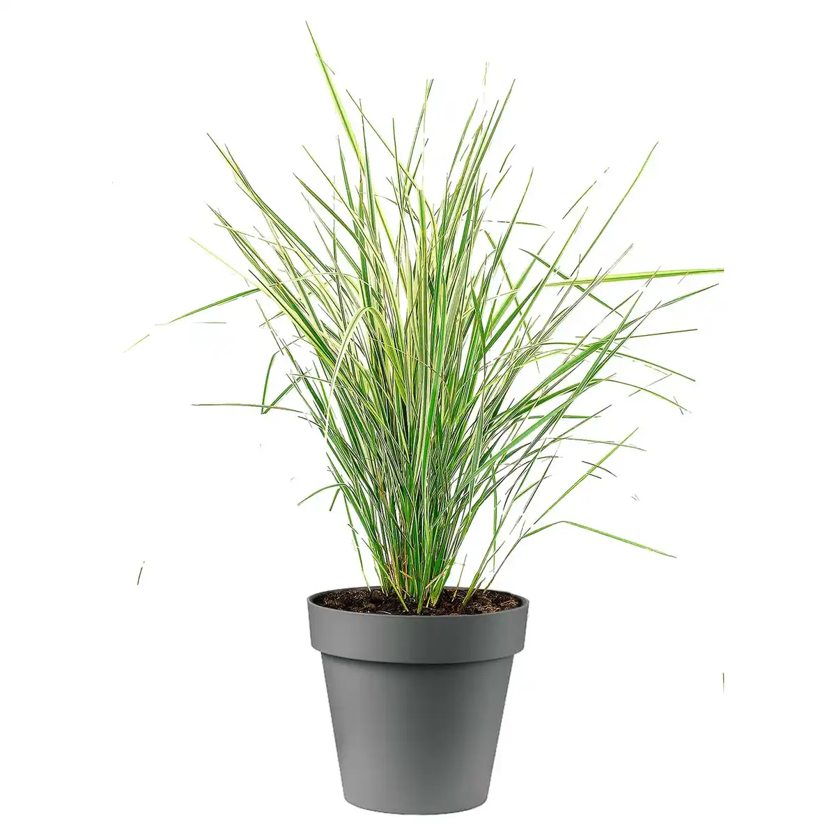Bild 1 von GARDENLINE Gräser Strictus