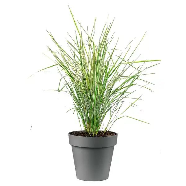 Bild 1 von GARDENLINE Gräser Strictus