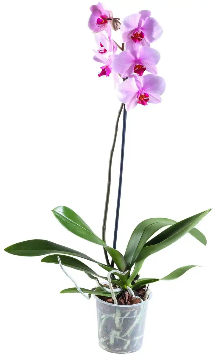 Bild 2 von Orchidee